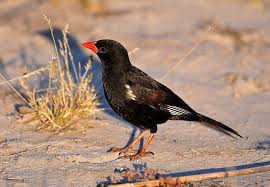 Very Small Birds Of South Africa Red Billed Buffalo Weaver Bubalornis Niger Red Bill South African Birds World Birds