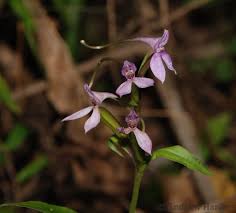 Image result for Brownleea maculata