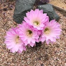 Maybe you would like to learn more about one of these? Echinopsis Rainbow Bursts Echinopsis Rainbow Bursts Uploaded By Pikaloo