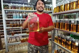 Ikan cupang atau ikan yang bernama latin betta sp merupakan salah satu ikan hias yang memiliki kecantikan luar biasa. 88 Genetical Farm Pencetak Ikan Cupang Kontes Standar Internasional Halaman All Kompas Com