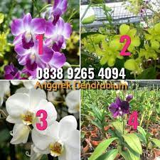 Beli Anggrek Dendrobium Tanaman Anggrek Pohon Anggrek Dari G T Tanaman Hias Irwan924 Bogor Hanya Di Bukalapak Plants