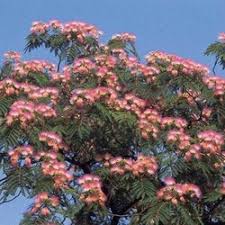 Image result for Albizia chinensis
