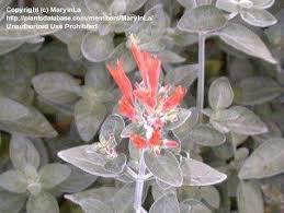 Image result for Dicliptera