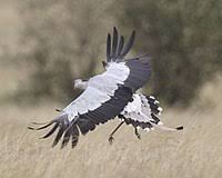 Maybe you would like to learn more about one of these? Secretarybird Wikipedia