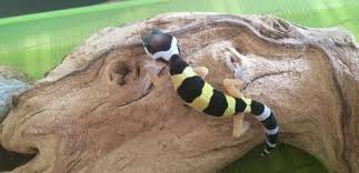 The males have hemipenal bulges below the vent whereas females do not. Breeding Leopard Geckos 101 Mating Egg Laying Incubation