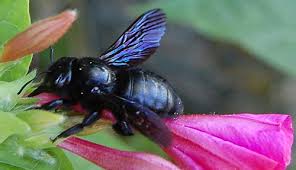 Image result for cornish black bee