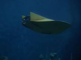The price of doom (le prix du destin) vostfr a husband and wife antarctic research team is killed by an experiment on plankton gone wild. Best Voyage To The Bottom Of The Sea Episodes Episode Ninja
