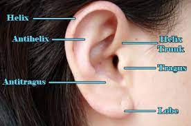 How To Care For A Helix Or Forward Helix Piercing Forward Helix Piercing Helix Piercing Types Of Ear Piercings