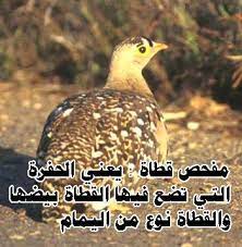 pin by allahu akbar on a house in the paradise بيت فى الجنة bird nest