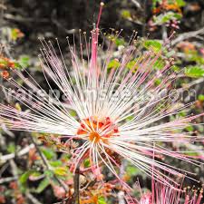 Image result for Polycarpaea eriantha