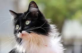 Smokin Tuxedo Kedi Cinsi Bipet