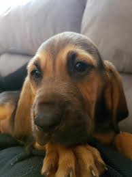 Find bloodhound puppies for sale and dogs for adoption near you in akron, canton, cincinnati, cleveland, columbus, toledo, youngstown or sometimes, you may find a bloodhound for free in ohio to a good home listed by an owner who may no longer be able to look after them because of. Bloodhound For Sale Top Car Release 2020