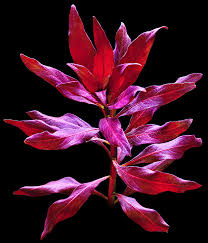 Image result for Ludwigia