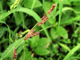 Image result for Echinochloa colona