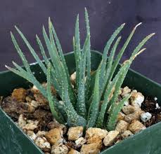 Image result for Aloe ballii