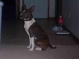 Please be patient as we wait for your puppies eyes to open to introduce you to your new puppies! Basenji Puppies For Sale