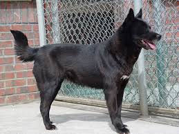Find out more about the wonderful, spunky korean jindo dog. Researchers Explore Korean Dog Dna Korea Net Mobile Site