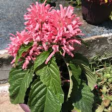 Check spelling or type a new query. Justicia Carnea Holanda Flamingo Plant In Gardentags Plant Encyclopedia