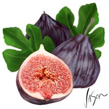 I beg of you. the show must go on extra 1: The Forbidden Fruit Fruit Gardens Of Babylon Growing Tree