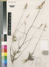 Image result for Pentameris