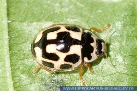 Image result for Isoglossa punctata