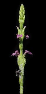 Image result for Striga gesnerioides