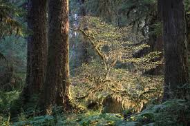 Maybe you would like to learn more about one of these? Olympic National Park Attractions Activities The National Parks Experience
