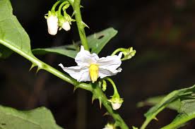 Image result for Solanum schumannianum