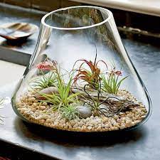 How To Create Terrarium Gardens Air Plants Decor Air Plant Garden Air Plant Terrarium