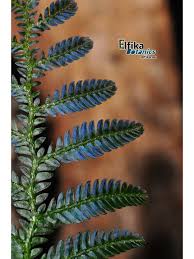 Image result for Selaginella eublepharis