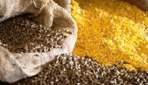 Ini Dia Pilihan Pakan Ayam Aduan Umur 3 Bulan Terbaik