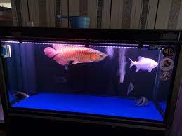It maintains the ecosystem of the aquarium tanks by providing good oxygen, food and also act as a good hiding place for the baby fish. Aquarium For Sale Everything Else Others On Carousell
