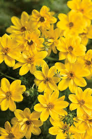 Native to mexico and the southern united states, bidens brings sunny color, casual style and easy care over a long season as an annual, perennial or houseplant, a profusion of yellow blooms and masses of. Bidens Ferulifolia Goldilocks Rocks Lucas Greenhouses