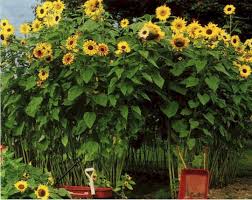 Pin On Garden Design Decor