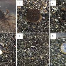 A master's degree holder in english literature from japan's kwansei gakuin university, sagawa befriended hartevelt while pursuing a ph.d. Pdf Cannibalism In The Japanese Mitten Crab Eriocheir Japonica