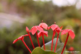 These rare blooming flowers are a gift of nature, and let us try and preserve them in their pristine state of glory when they would once mystify the earth with their grenada is a beautiful place. Beautiful Flowers Of Assam Dibyajyoti Koch A Blog On Oracle Application