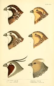 Birds Of Eastern Pa Ortyx Callipepla And Oreortyx A History Of North American Birds V 3 Boston Little Brown 1905 Biodivers Bird Illustration Bird Drawings Nature Illustration