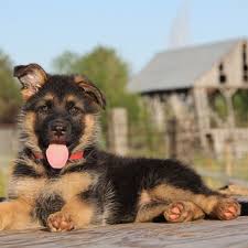 Of course the dog doesn't do it intentionally; How To Stop A German Shepherd Puppy From Biting 6 Bite Inhibition Games Pethelpful By Fellow Animal Lovers And Experts