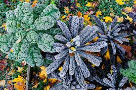 Wenn der frühling in den sommer übergeht, ist es zeit, das wintergemüse im garten zu pflanzen. Spat Und Wintergemuse Diese Arten Sind Frosthart