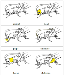 Parts Of A Cricket Ant Whale Chicken Snail Zoology Animal Activities For Kids Montessori Science