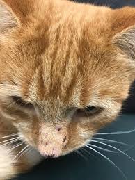 The purpose of pet insurance is to cover the cost of treatment how this website works moneyhub.co.nz was founded on the principles of honesty and transparency in reporting. Dermatology At The Vets