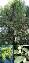 Image result for Elaeodendron croceum