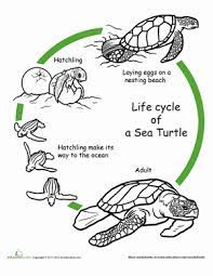 Color The Life Cycle Turtle Worksheet Education Com