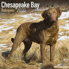 Pups will be both wonderful family companions and excellent hunters & retrievers. Chesapeake Bay Retriever Calendar 2020 Avonside Publishing Ltd Amazon Co Uk Books