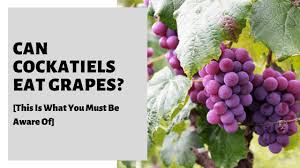 So, you may be wondering if chickens can eat grapes. Can Cockatiels Eat Grapes This Is What You Must Be Aware Of