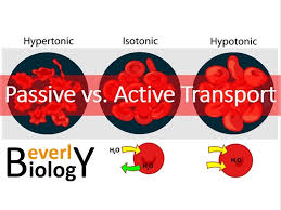 Passive Vs Active Transport Passive Transport Passive Science Education