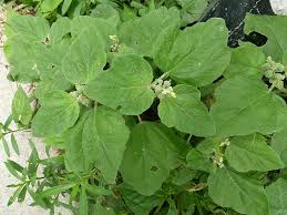 Image result for Chrozophora