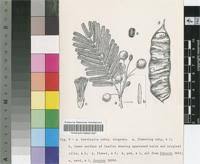 Image result for Acacia adenocalyx