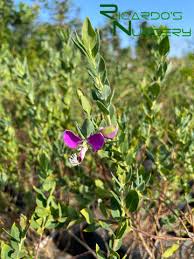 Image result for Polygala gazensis