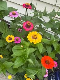 Zinnia growth issues and experiences